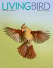 Living Bird, summer 2019, cover, Northern Cardinal by Alan Murphy