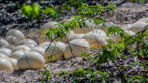 Some birds lay more eggs than others. Ostrich can lay over 50 eggs per nest, pictured here. Photo by Aditya Sridhar via Birdshare.