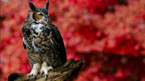 Great Horned Owl by Jen St. Louis via Birdshare