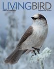 Living Bird magazine, Winter 2018, Gray Jay by Jess Findlay