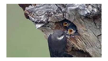 help us get our blog started tree swallow