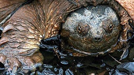 Snapping turtle in the Sapsucker Wood inspiration