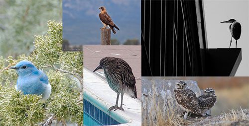 collage of bird images