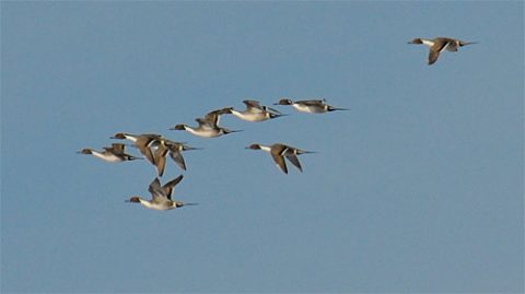 Flock of Northern Pintails in flight