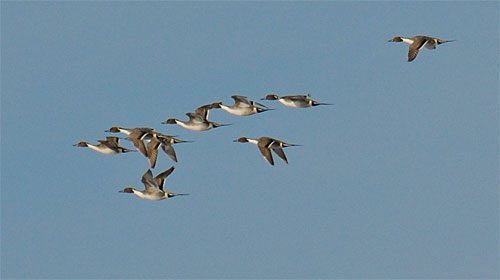 Flock of Northern Pintails in flight