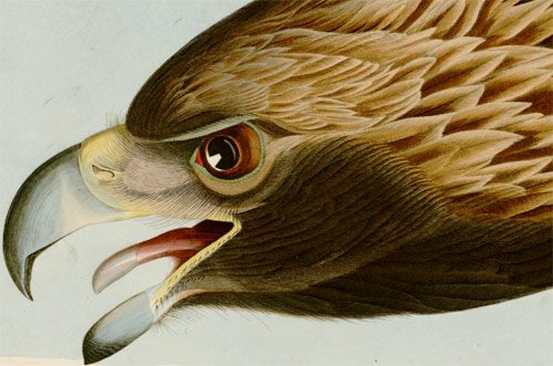 Detail of Golden Eagle painting by John James Audubon