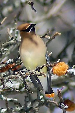 Cedar Waxwing with an orange-tipped tail instead of the usual yellow tips.