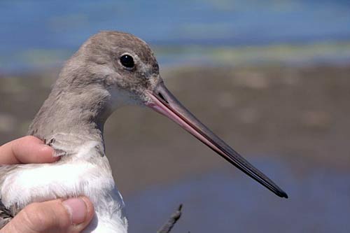 godwit held by hand