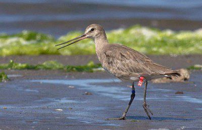 godwit on the beach in Chile