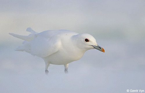 A bone-pale Ivory Gull eyes Gerrit Vyn