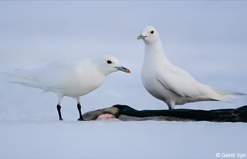 Two adult Ivory Gulls stand over the remains of a ringed seal.