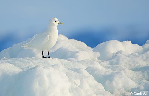 The Ivory Gull spends most of its life foraging amid the pack ice.