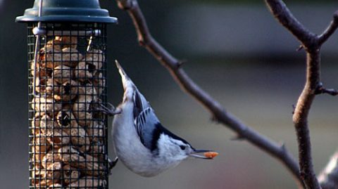 A White-breasted Nuthatch takes advantage of a peanut feeder.