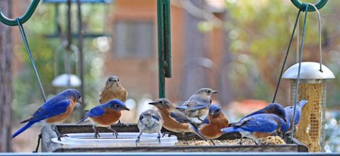 Eastern Bluebirds at feeder