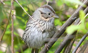 lincoln's sparrow