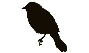 red-winged blackbird silhouette
