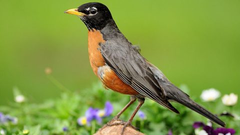 Migratory birds, like this American Robin, may return to the same place year after year. Photo by lindapp57 via Birdshare.