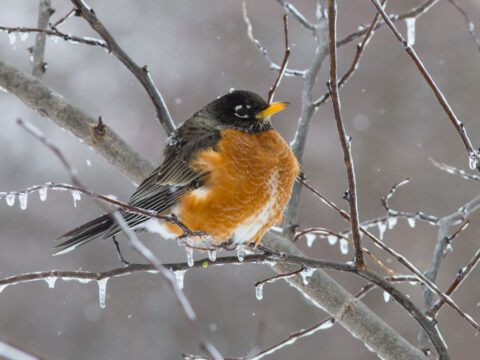 An American Robin, a grey/black bird with a russet red breast, sits on a branch covered in ice.