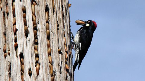 Many birds don't eat all the food they collect daily, but store it for later. Here, an Acorn Woodpecker stores acorns in a very well stocked larder. Photo by Alexandra Rudge via Birdshare.