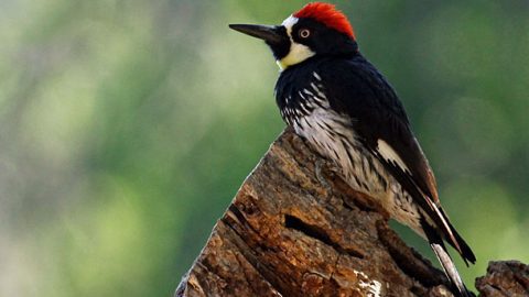 Acorn Woodpeckers have been known to make holes in houses to store their acorns. Photo by Maureen Sullivan via Birdshare.