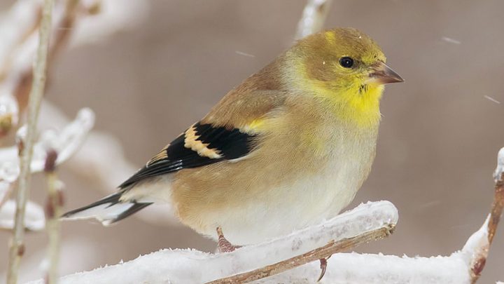 American Goldfinch may have duller coloration in the winter, but they are still handsome little birds. Photo by Trevor Carl via Birdshare.