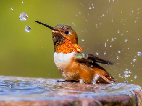 A small bird with a brilliant orange iridescent neck splashes in a birdbath.
