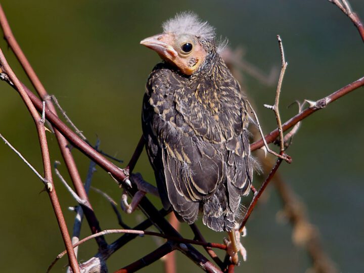 a young bird with baby feathers perched on a branch
