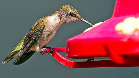 Ants can be pesky visitors to hummingbird feeders. Photo by Brian Kushner via Birdshare.