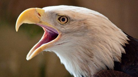 Open wide! Birds, like this Bald Eagle, don't have teeth, but they do have other adaptations to help them break down food. Photo by Joe via Birdshare.