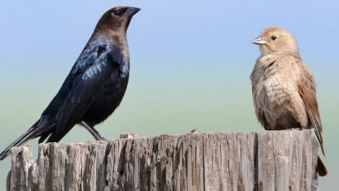 A Brown-headed Cowbird couple (a male on the left, female on the right). If these birds are raised by other species, how do they learn to recognize their own species? Photo by Sterling Moore via Birdshare.