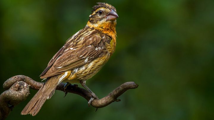 A female Black-headed Grosbeak starts her summer-to-fall moult that will give her nice strong feathers for migration. Photo by Sandy Stewart via Birdshare.