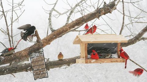 A busy winter feeder: Northern Cardinals, a Red-bellied Woodpecker, and a European Starling. Photo by Alice Kahn/PFW.