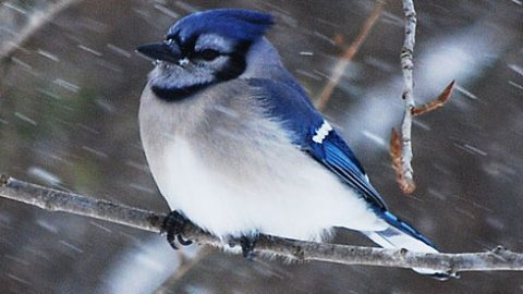 Perching birds, like this Blue Jay, have a special mechanism in their foot anatomy that causes their feet to hold tight to their perches even in high winds. Photo by Gerald Barnett via Birdshare.