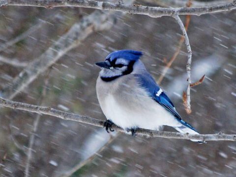 A blue, white and black bird perches on a tree with snowy coming down horizontally.