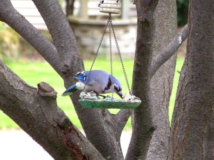 A blue bird at a hanging feeder in a tree.