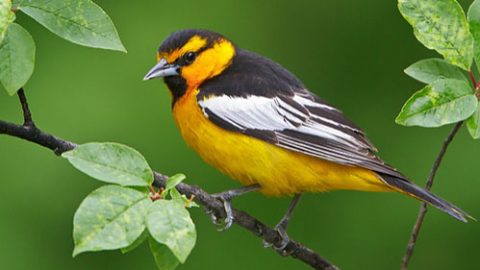 Birds like this Bullock's Oriole winter in areas that are also used to grow coffee. Photo by Glenn Bartley via Birdshare.