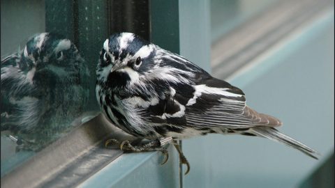 A Black-and-white Warbler sits quietly and recovers after hitting a window. Photo by Laura Erickson via Birdshare.