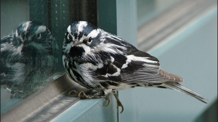 This spider web is strong enough for a bird to sit on, a scientific first