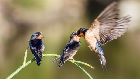 Barn Swallows may not learn to recognize their own young's calls, but that doesn't mean they aren't good parents. Photo by Bob Gunderson via Birdshare.