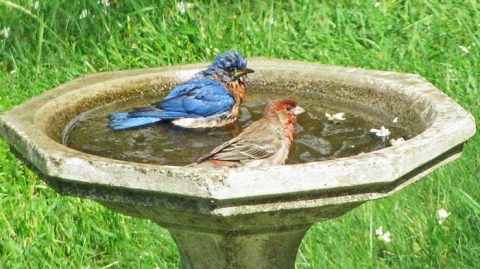Make sure your birdbath is clean for your feathered friends. Photo by Janet via Birdshare.