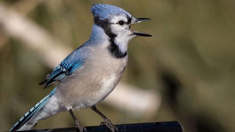At certain times of year Blue Jays can be noisy neighbors. Photo by Larry via Birdshare.