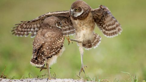 Playing may seem like a frivolous pastime, but it can serve an important purpose by enhancing motor and sensory skills and social behaviors. Young Burrowing Owls by Barb D'Arpino via Birdshare.