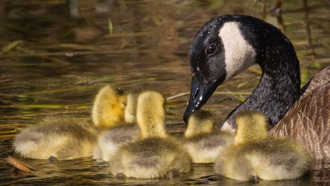 While it appears that many species do not recognize family members after the first year, others stay in close association. These Canada Geese goslings remember their parents, and may even rejoin their parents and siblings during winter and on migration. Photo by Roger Kirchen via Birdshare.