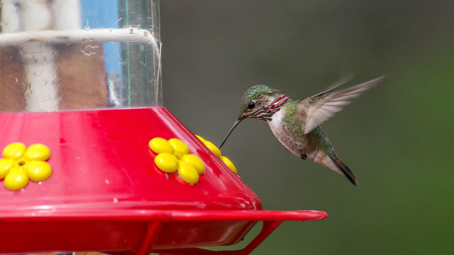 Birds and Berries Spill-Proof Travel Mug