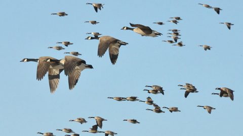 Canada Geese migrate south in winter and north in summer, but their travels may take a few detours along the way. Photo by Jean Ange via Birdshare.
