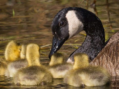 Canada Goose parent with goslings