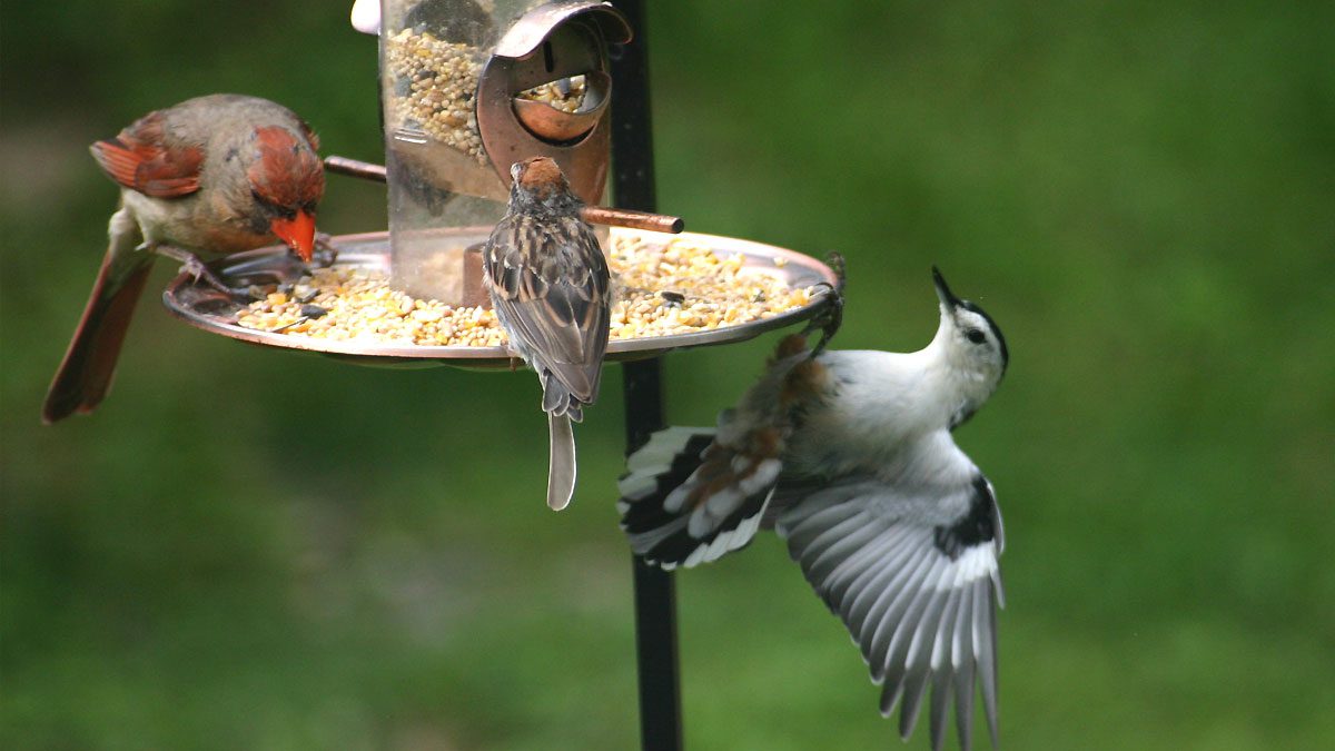 How to Choose the Right Kind of Bird Feeder | All About Birds All ...