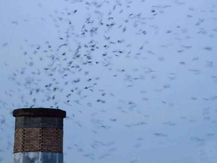 Swifts exit a chimney at dusk