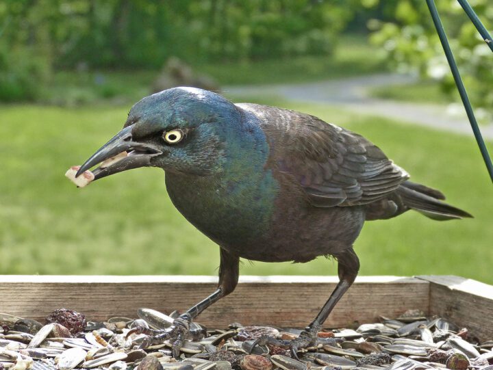 glossy black bird at a platform feeder with sunflower seeds.