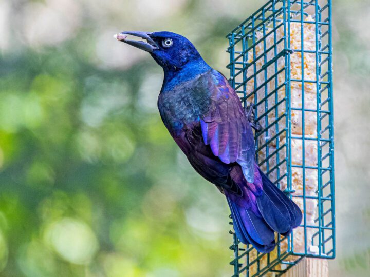 A blue/purple bird at a suet feeder.